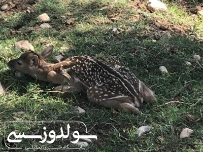 تولد گوزن زرد ایرانی در سال جدید