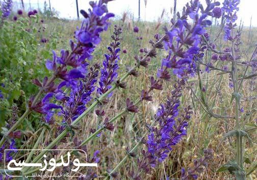 کارآفرینی با چاشنی صبر و پشتکار
