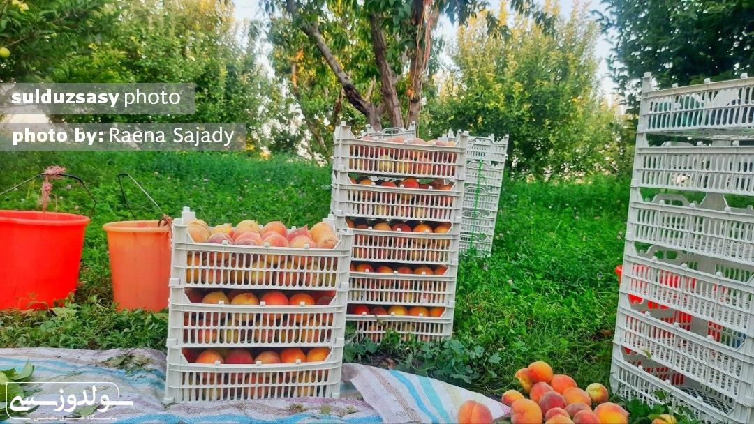 کشاورزی حرفهای پر ریسک محسوب میشود