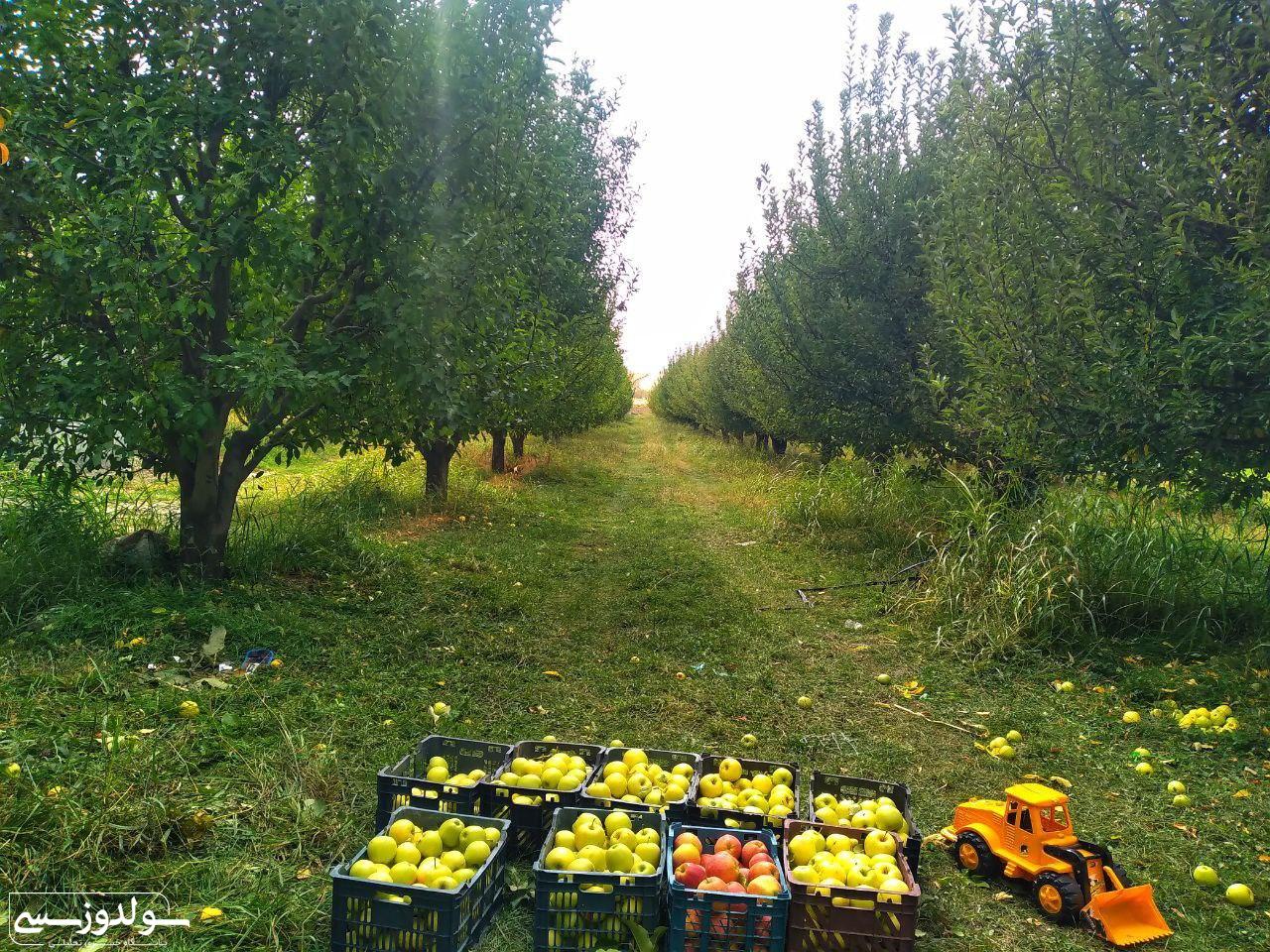 پتانسیل بالای نقده برای توسعه صنعت باغداری