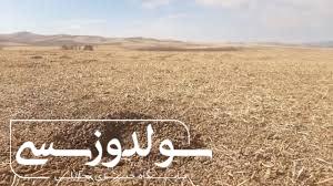 شیوع آفت موش در مزارع نقده