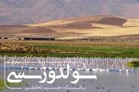 نقده، بهشت پرندگان مهاجر