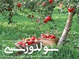 نقده مستعد باغداری اما محروم از امکانات است