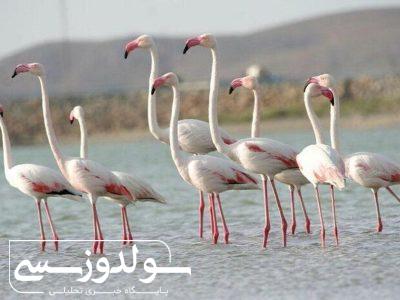 تالاب نقده امسال شگفت‌زده‌تر از همیشه بود